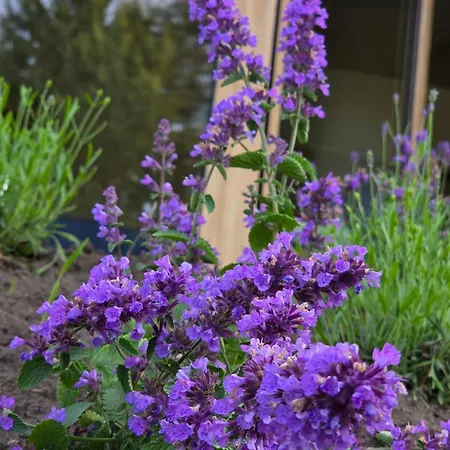 Warminska Polana - Nowy, Caloroczny Dom Na 2 Ha Lace Dla 8 Osob - *