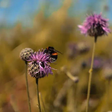Warminska Polana - Nowy, Caloroczny Dom Na 2 Ha Lace Dla 8 Osob - * Gietrzwałd