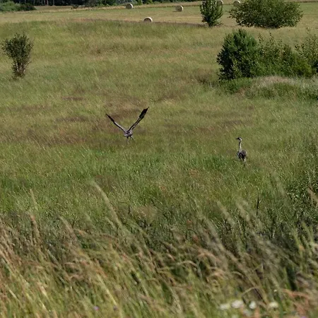 Prázdninový dům Warminska Polana - Nowy, Caloroczny Dom Na 2 Ha Lace Dla 8 Osob - *