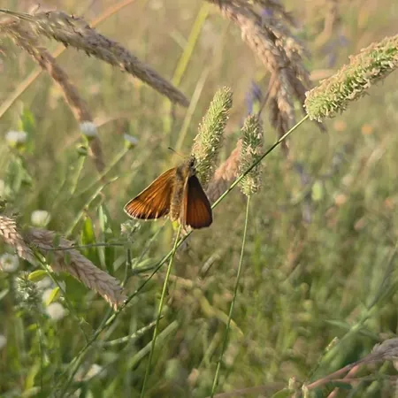 Hébergement de vacances Warminska Polana - Nowy, Caloroczny Dom Na 2 Ha Lace Dla 8 Osob - *