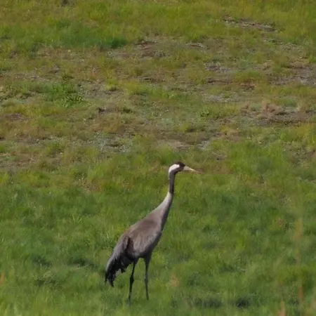 Warminska Polana - Nowy, Caloroczny Dom Na 2 Ha Lace Dla 8 Osob - * Gietrzwałd
